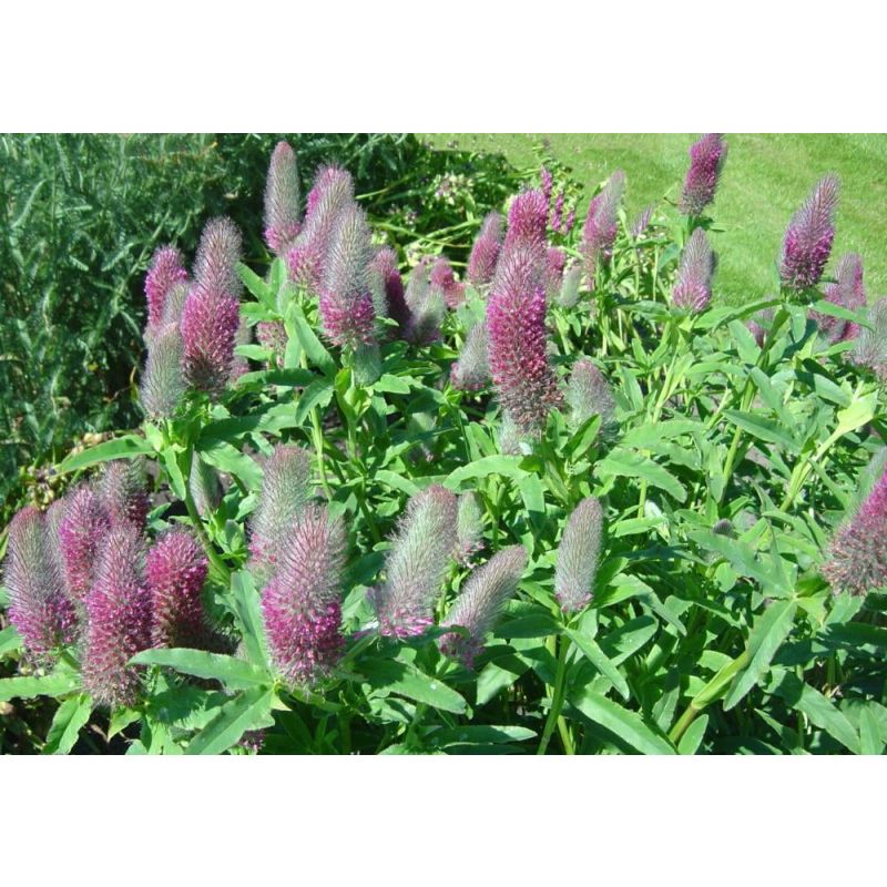 Trifolium rubens