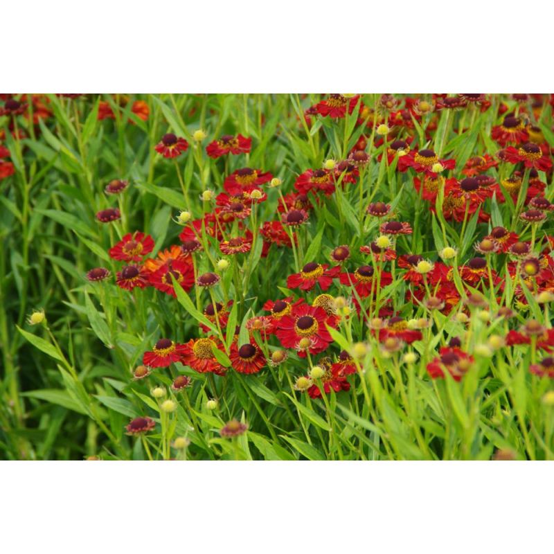 Helenium Rubinzwerg 