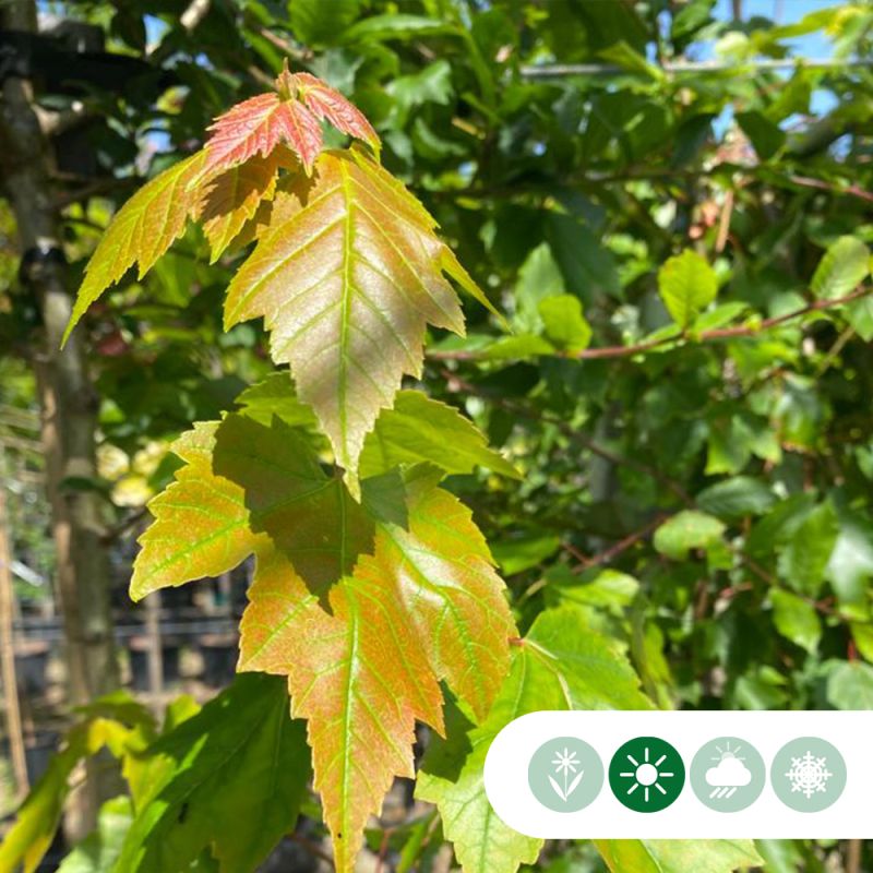 Acer Oktober Glory - meerstammig