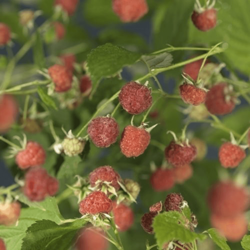 Rubus Malling Promise