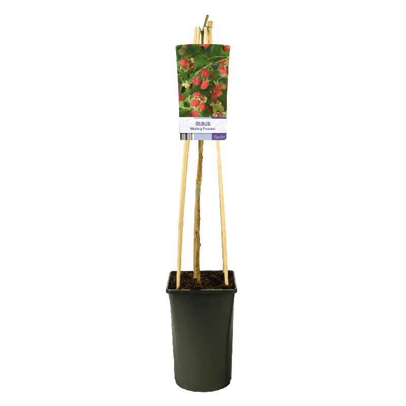 Rubus Malling Promise