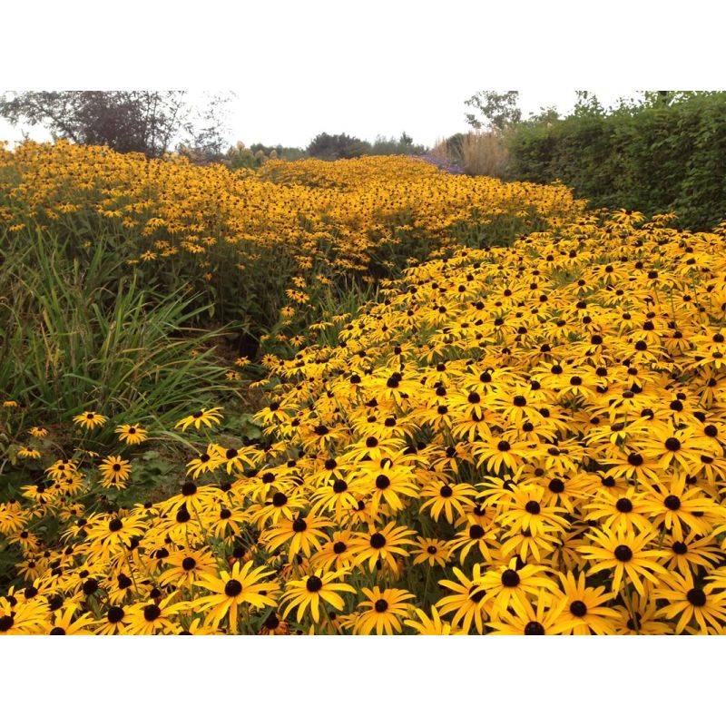 Rudbeckia Goldsturm - biologisch
