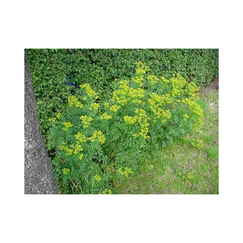 Ruta graveolens