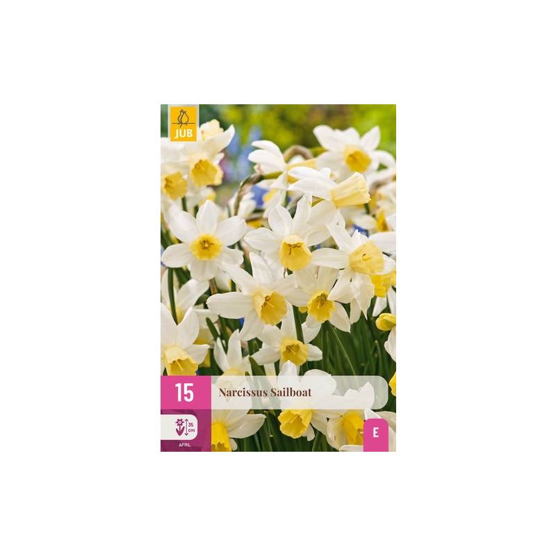 Narcissus Sailboat - 15 stuks