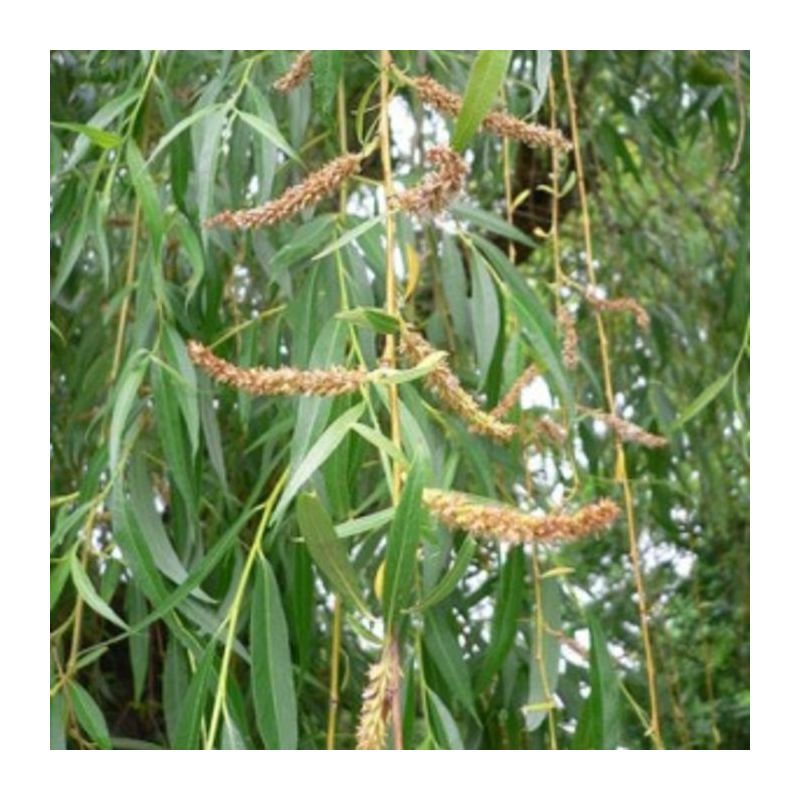 Salix Chrysocoma