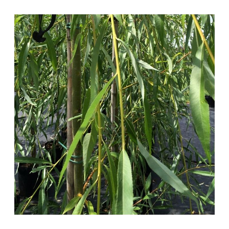 Salix Chrysocoma