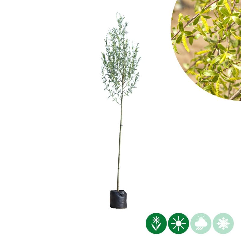 Salix alba 
