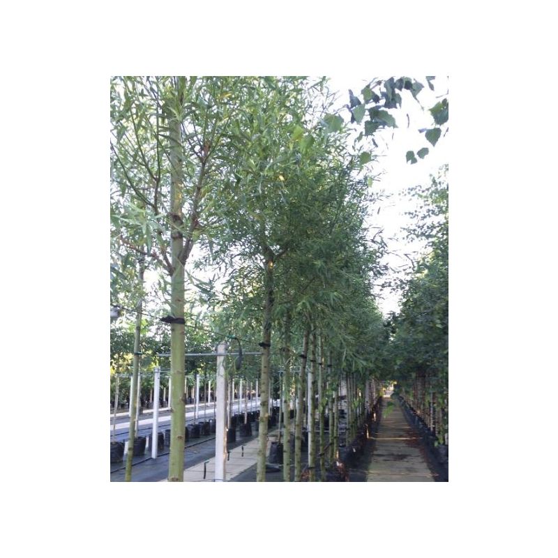 Salix alba 