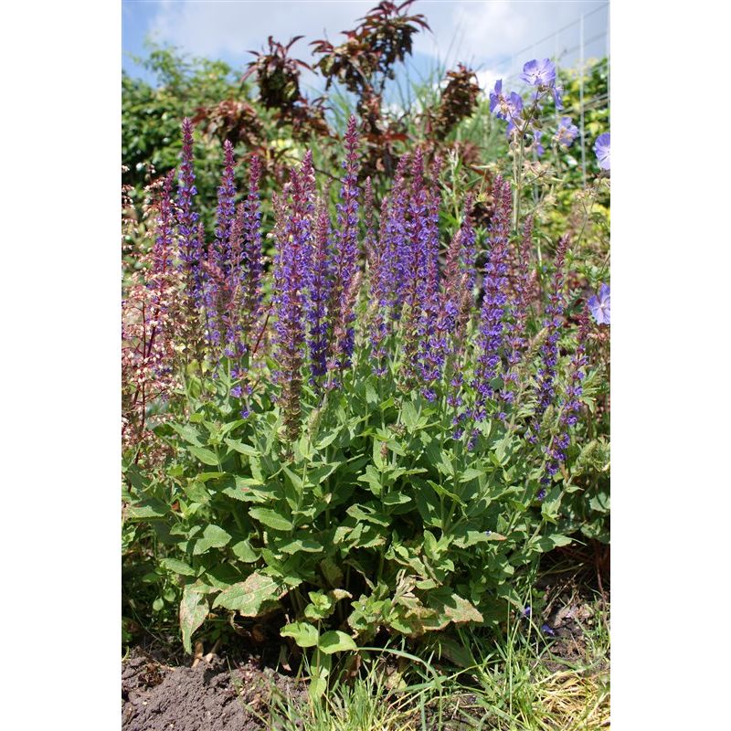Salvia Ostfriesland