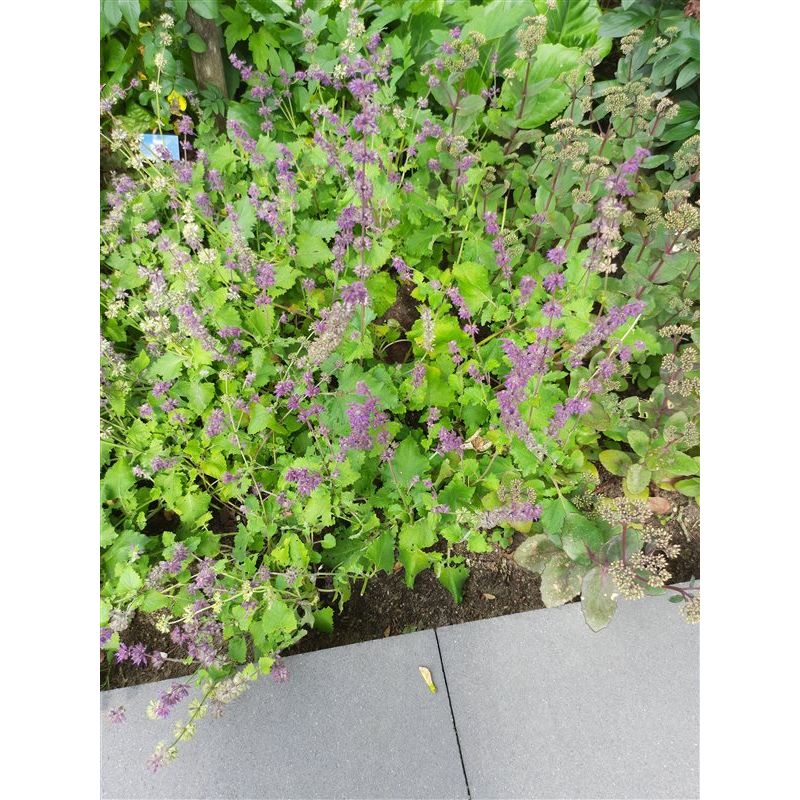 Salvia Purple Rain
