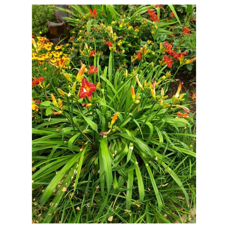 Hemerocallis Sammy Russell 