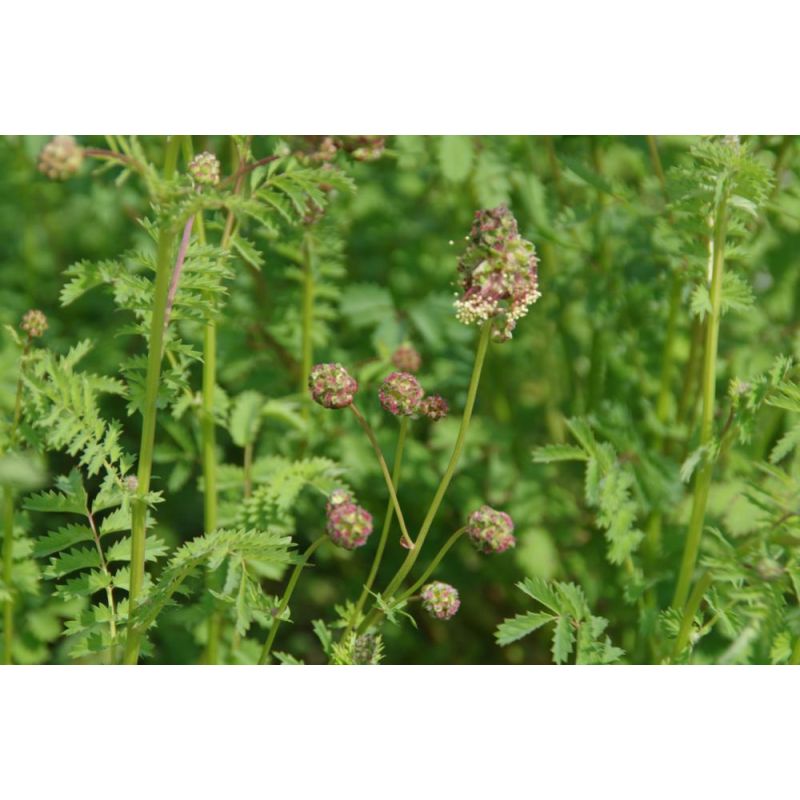 Sanguisorba minor 