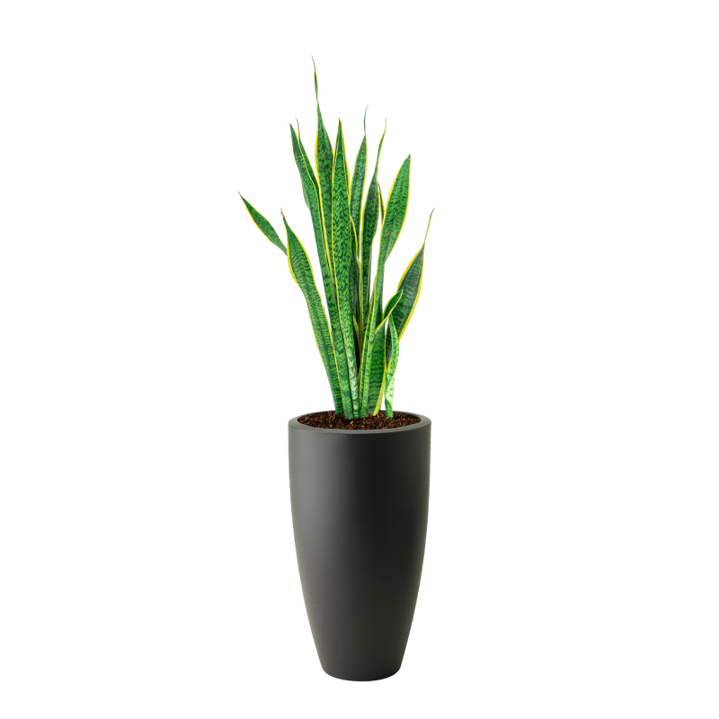 Sansevieria Laurentii in Pure Soft hoog antraciet