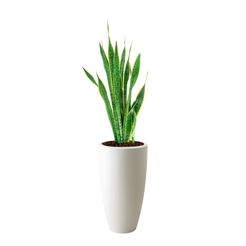 Sansevieria Laurentii in Pure Soft hoog wit