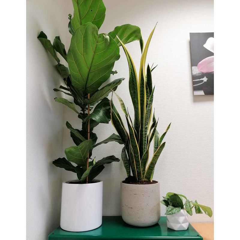 Sansevieria Laurentii in Rugged Charlie zwart