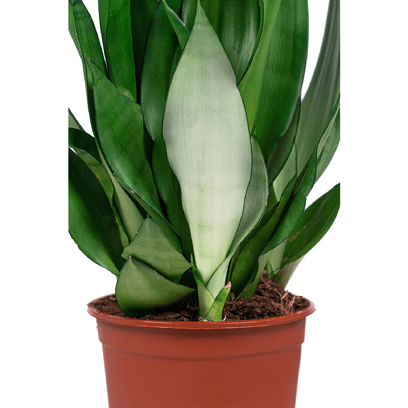 Sansevieria Moonshine