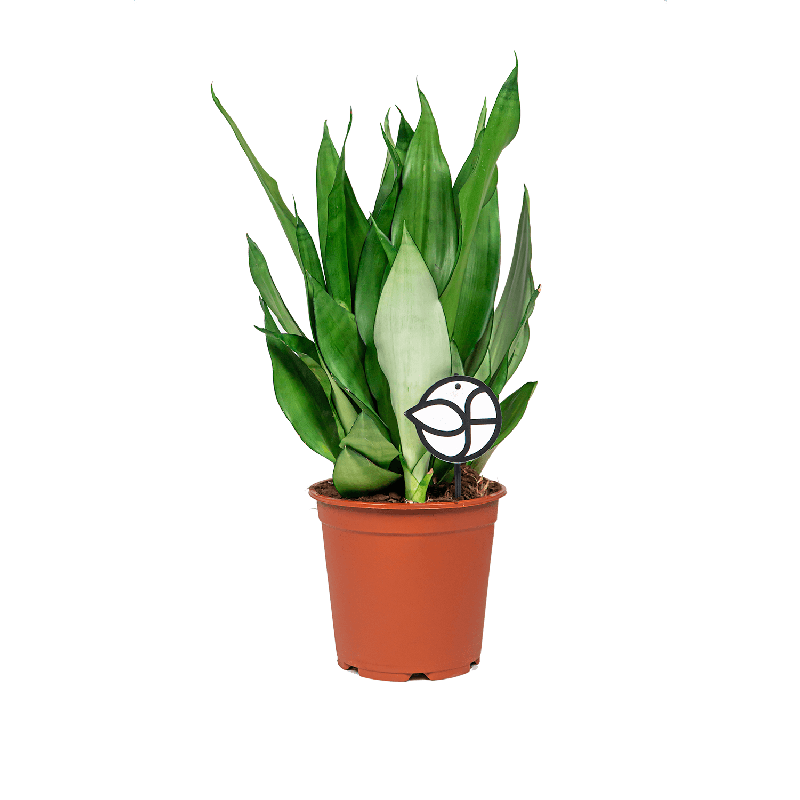 Sansevieria Moonshine