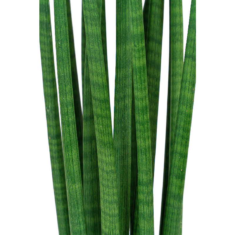 Sansevieria Tower