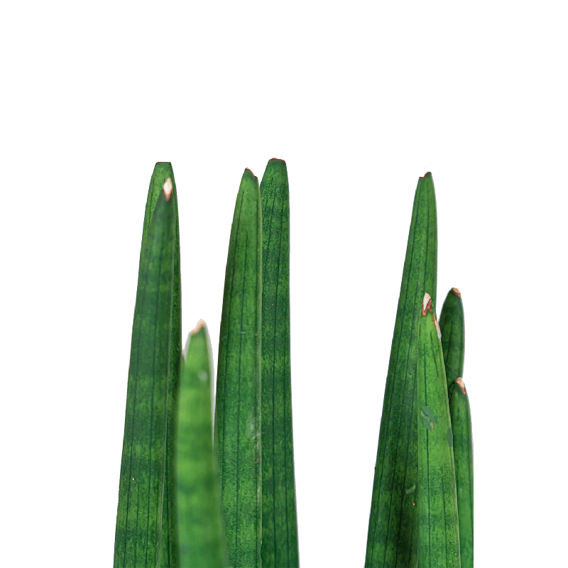 Sansevieria Spikes