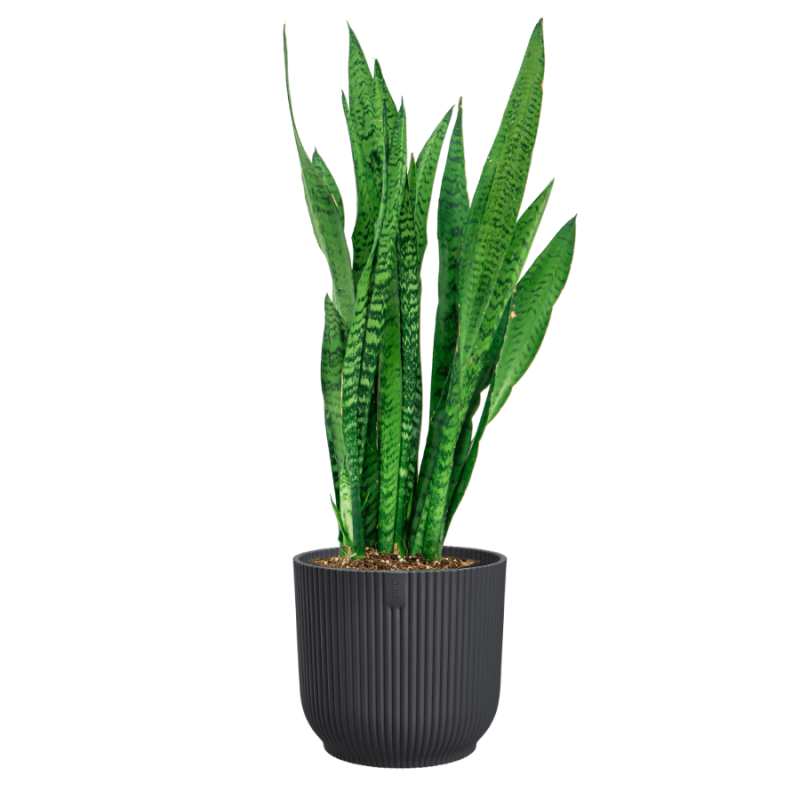 Sansevieria zeylanica in Vibes antraciet