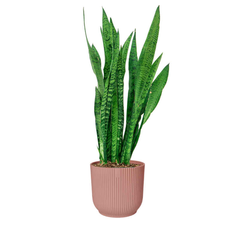 Sansevieria zeylanica in Vibes roze