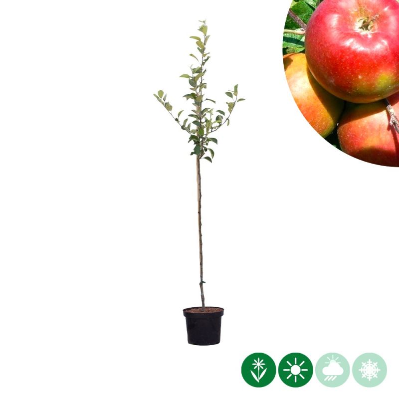Malus Santana
