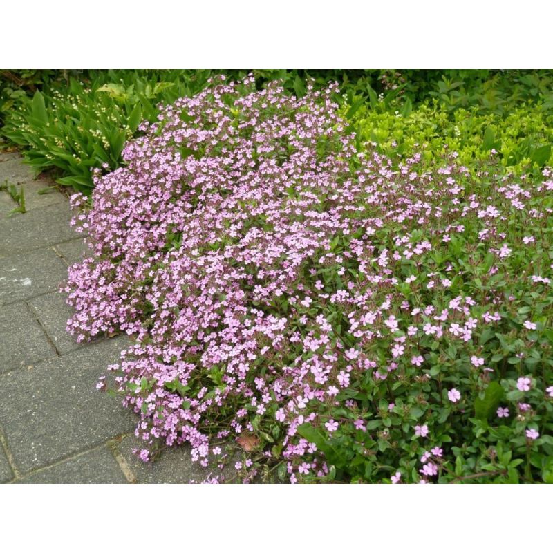 Saponaria ocymoides