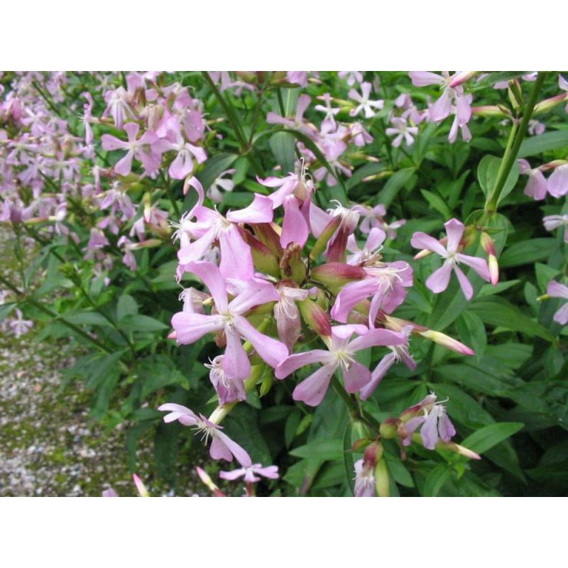 Saponaria officinalis