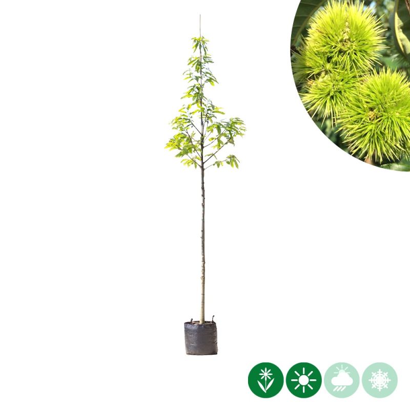 Castanea sativa 