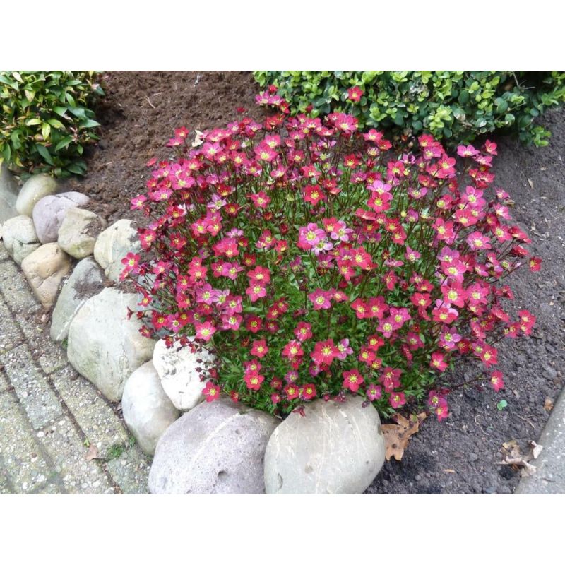 Saxifraga Peter Pan