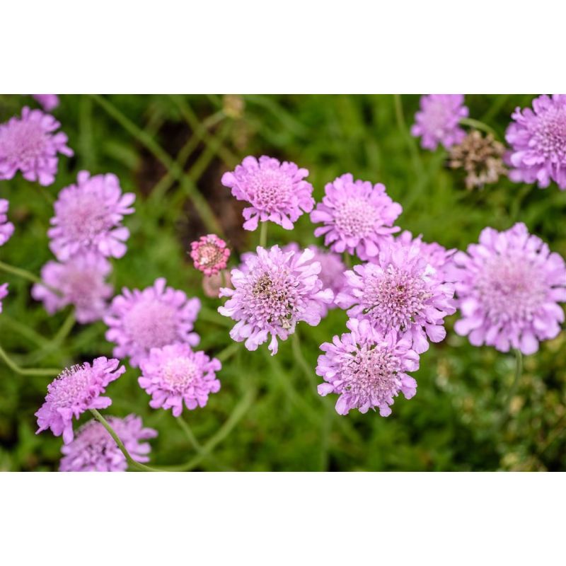 Scabiosa Butterfly Blue 