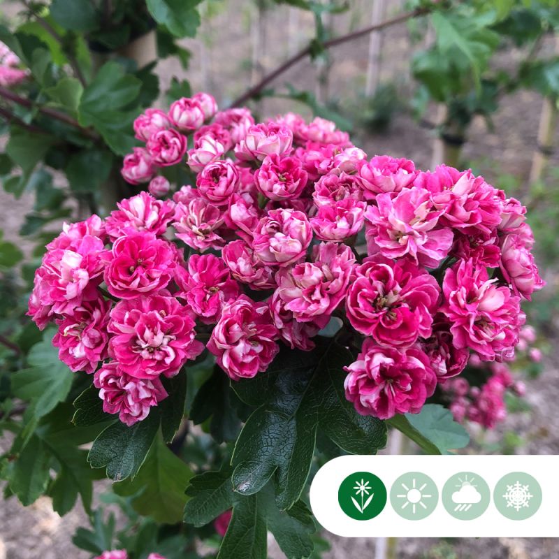 Crataegus Paul's Scarlet - leiboom