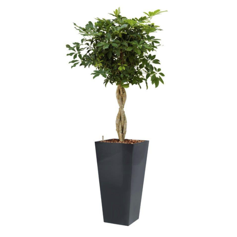 Schefflera Arboricola hydrocultuur in Runner vierkant antraciet