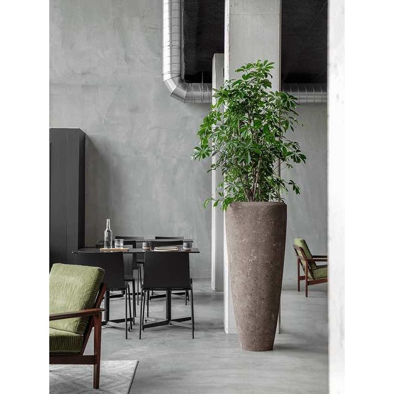 Schefflera arboricola vertakt