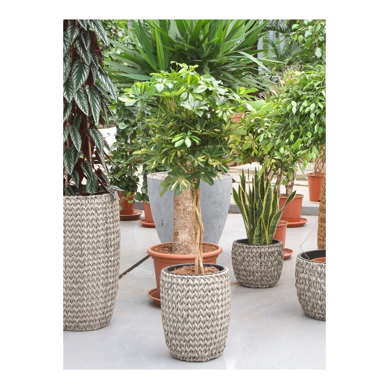 Schefflera Gold Capella op stam twist