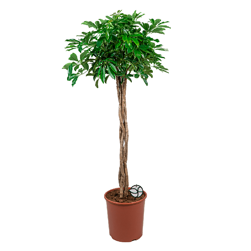 Schefflera arboricola gevlochten stam 