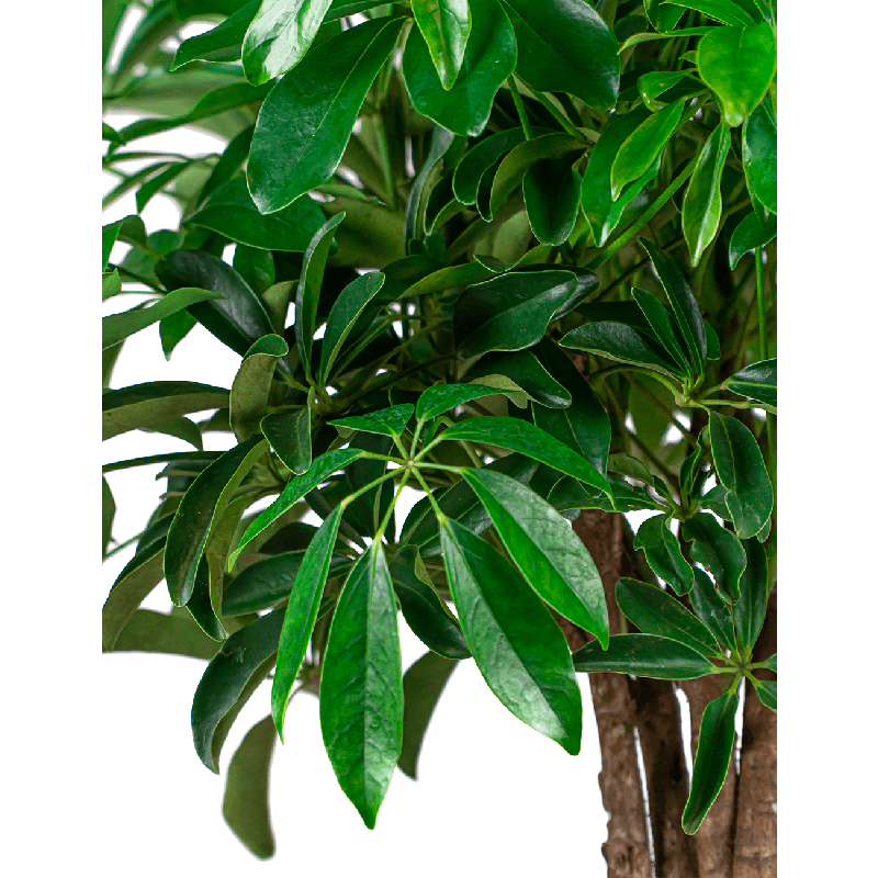 Schefflera Compacta gevlochten stam