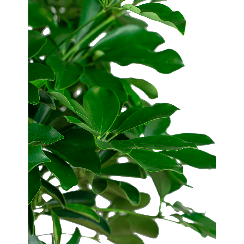 Schefflera Compacta gevlochten stam