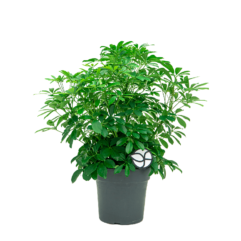 Schefflera arboricola 