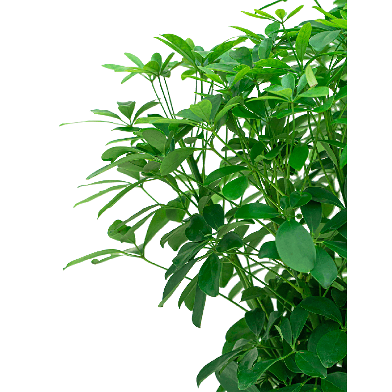 Schefflera Compacta vertakt