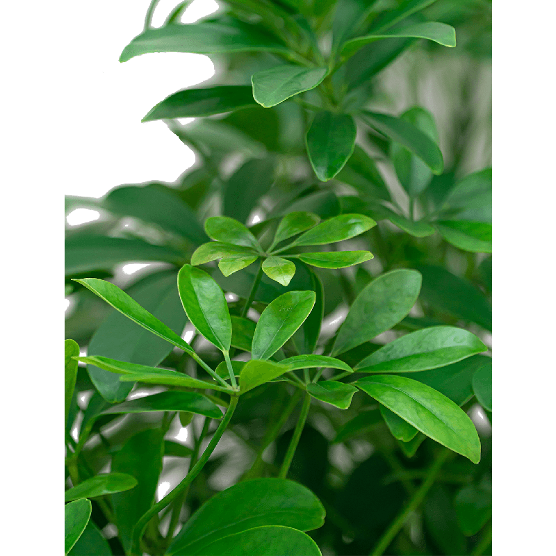 Schefflera arboricola 