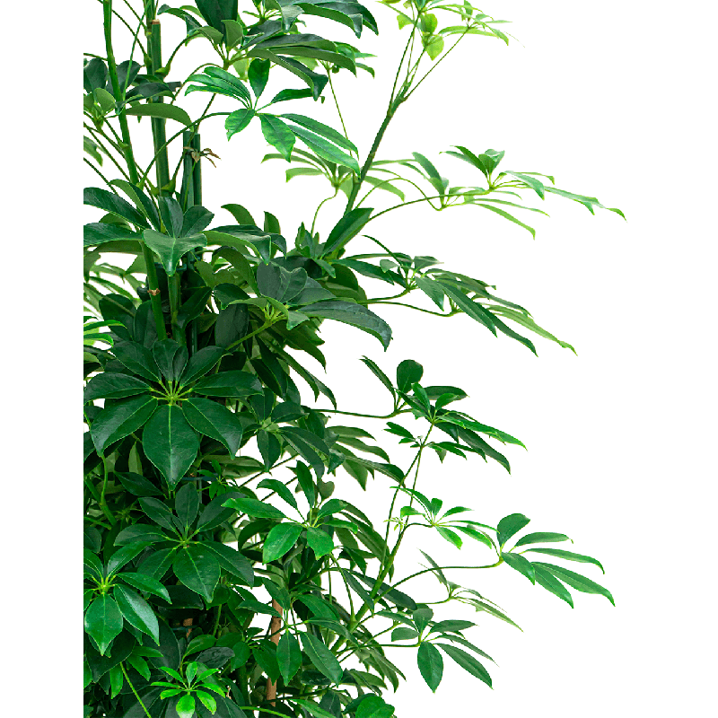Schefflera arboricola piramide
