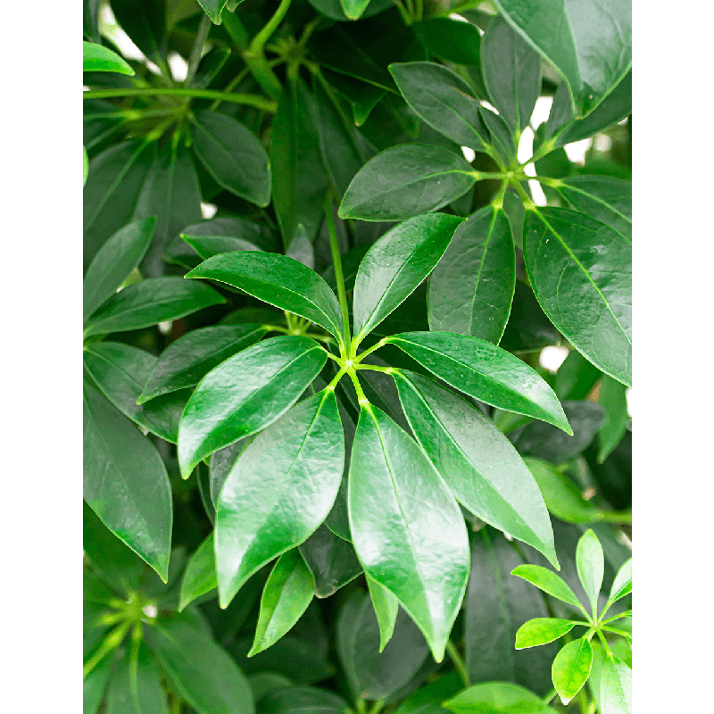 Schefflera Compacta toef