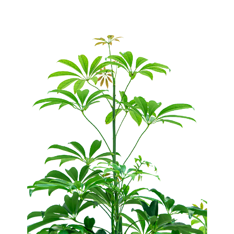 Schefflera arboricola piramide