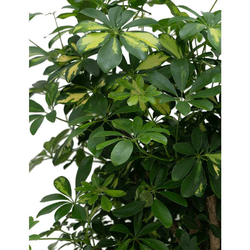 Schefflera Gold Capella vertakt