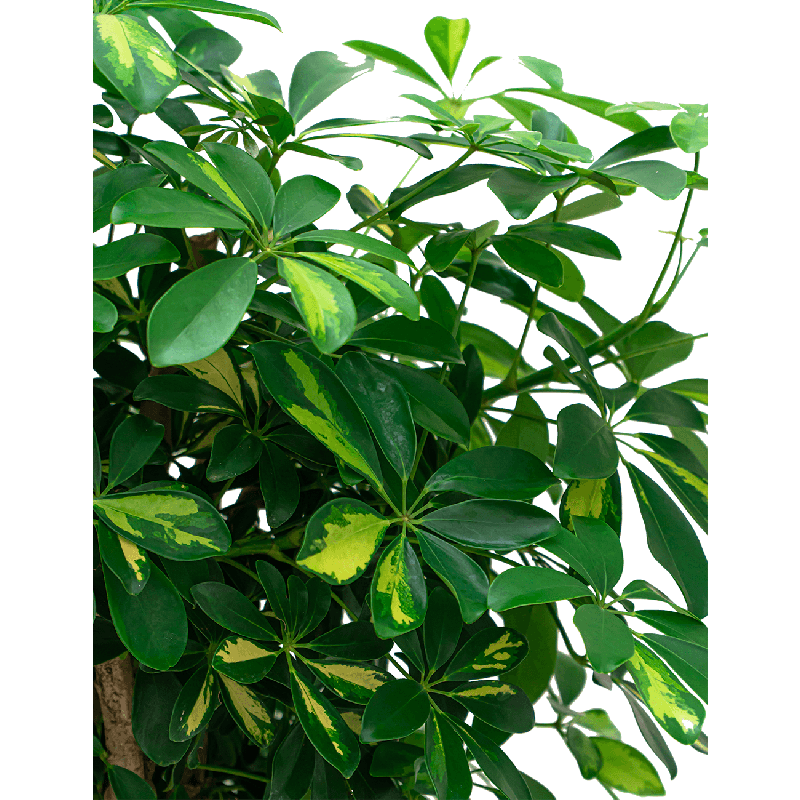 Schefflera Gold Capella vertakt