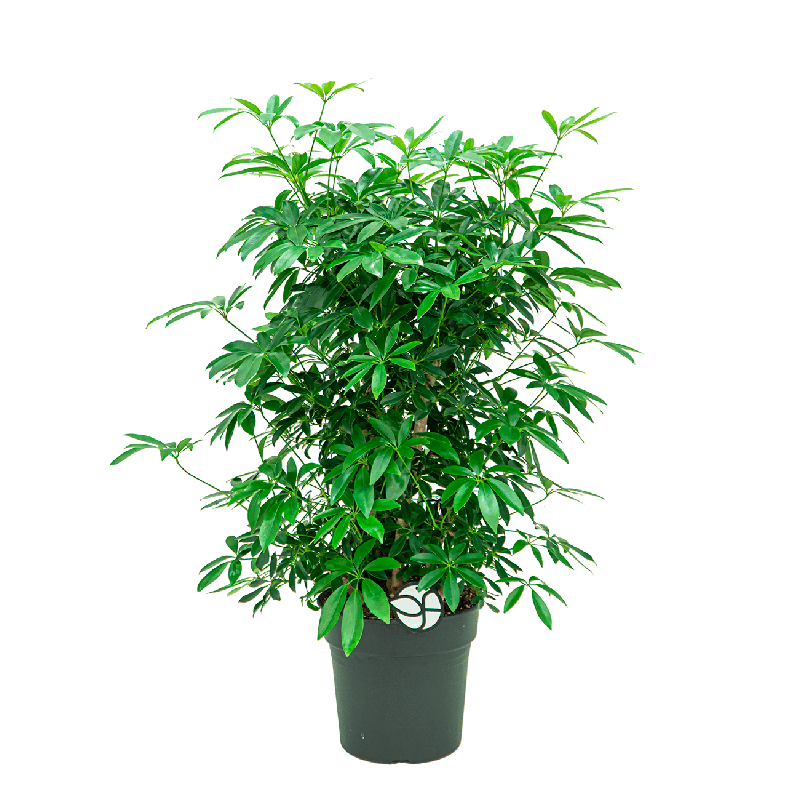 Schefflera arboricola vertakt