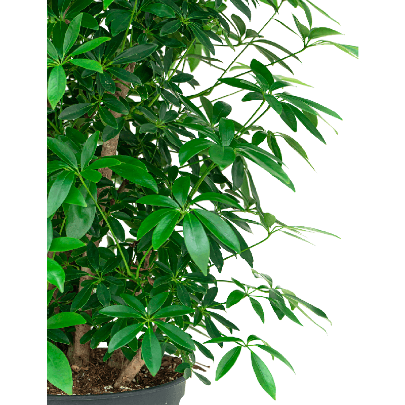 Schefflera arboricola vertakt