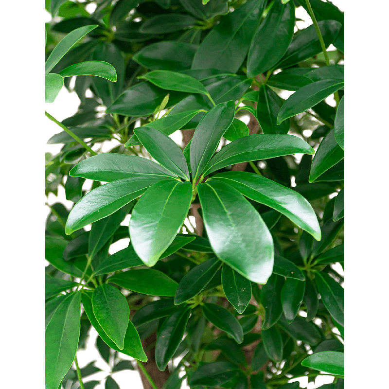 Schefflera arboricola vertakt