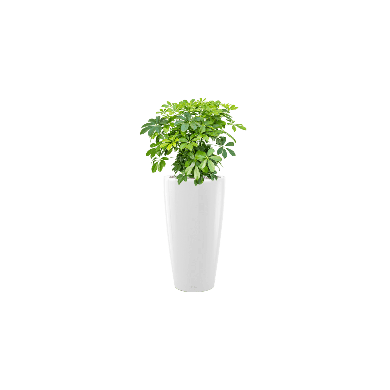 Schefflera arboricola 